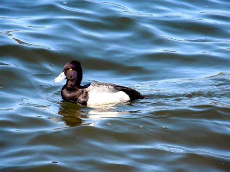 Duck w/blue bill on lake