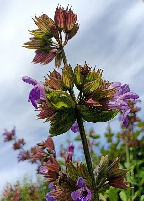 Sage Plant Flowers - Free photo on Pixabay