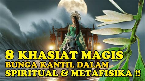 Kembang Nyi Roro Kidul Inilah Khasiat Bunga Kantil Dalam Spiritual