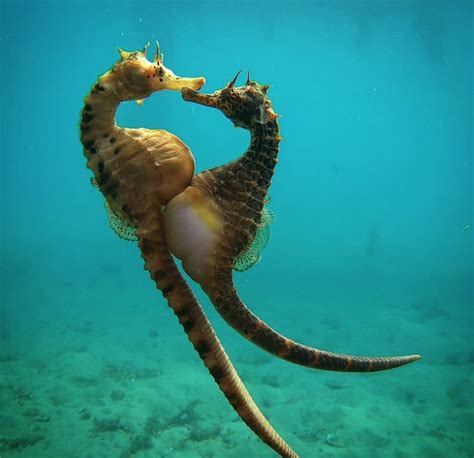 These Extraordinary Facts May Change The Way You Look At Seahorses