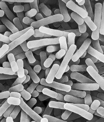 Lactobacillus 101 | Animal Health Probiotics from QB Labs