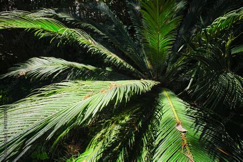 Fern Palm Sago Palm Cycas Revoluta Leaves Close Up Shot In Sun Cycas