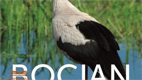 Bocian - Biografia Nieautoryzowana! lipiec 2024 - Biografin.pl