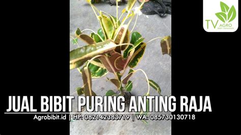 Jual Bibit Puring Anting Raja Youtube