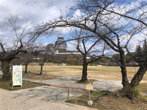 世界遺産・国宝姫路城の桜 開花状況（2024年3月1日現在）【兵庫県姫路市】 はりま男子⭐️