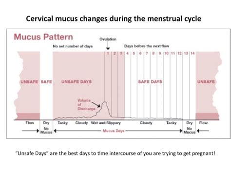 Cervical Fluid Chart Cervical Mucus Changes Cervical Mucus Cervical Mucus