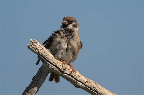 Gorrión de árbol euroasiático passer montanus toledo málaga Foto