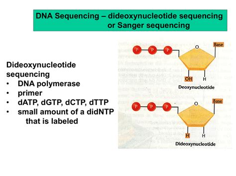 Dideoxynucleotide Sequencing Dna Sequencing Or Sanger Sequencing