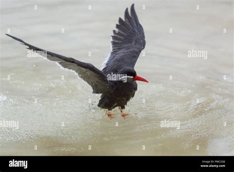 Inca Tern Larosterna Inca Flying Stock Photo Alamy