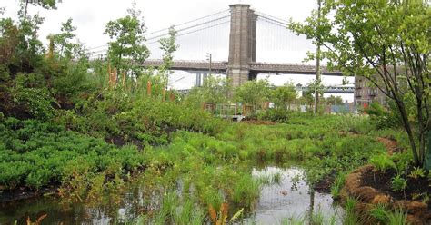 Nature on the Edge of New York City: Wetlands at the shores of Manhattan