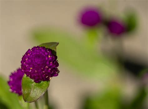 Purple Flowers In Focus And Out Sarasota Abstracts Flickr