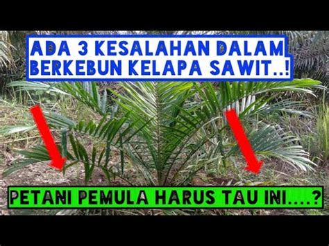 ADA 3 KESALAHAN DALAM BERKEBUN KELAPA SAWIT Petani Sawit Pemula YouTube