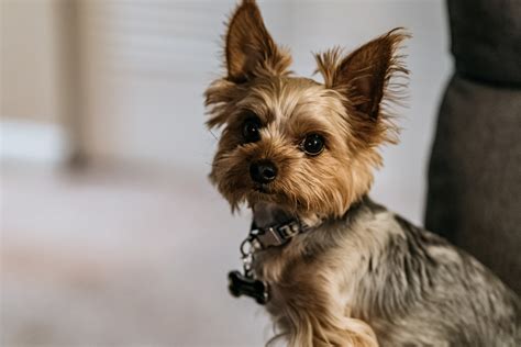 Nomes para cachorros pequenos: 100 ideias incríveis! - Senhor Gato