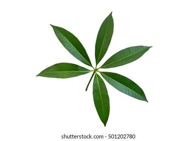 Leaves Isolated On White Backgroundalstonia Scholaris Stock Photo ...