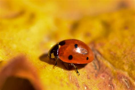 Black and Red Ladybug on Green Leaf · Free Stock Photo