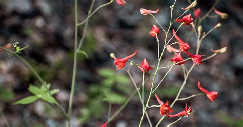 Scarlet Larkspur Growing And Care The Garden Magazine