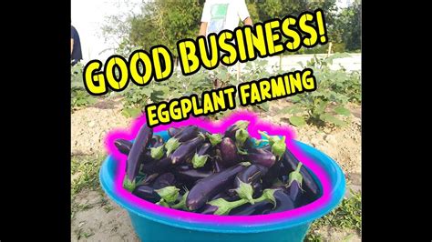 Eggplant Farming Good Business Youtube