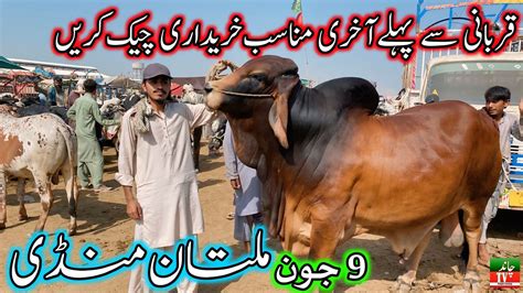 Today Sunday Multan Cow Mandi Latest Update Cow Mandi