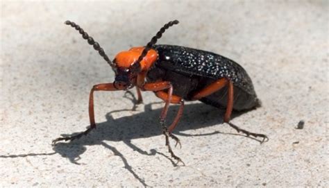 7 Bugs Found In Texas Will Give You The Creeps