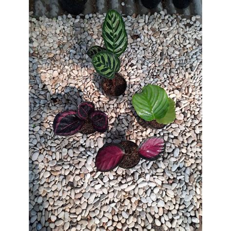 Jual Calathea Paket Calathea Tanamanhias Murah Shopee Indonesia