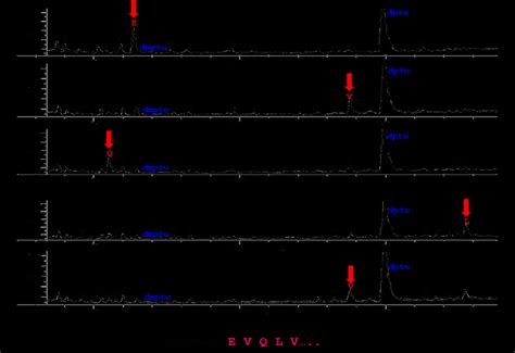 Example Of Edman N Terminal Sequencing Of Aβ Autoantibody Heavy Chain Download Scientific Diagram