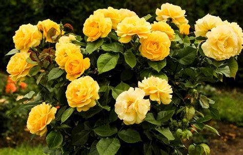 Free picture: summer, yellow rose, petal, flower, garden, nature, leaf, plant