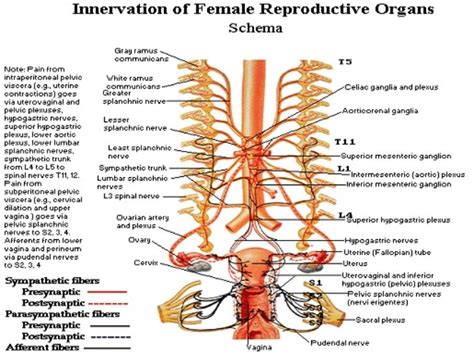 Gynecological Anatomy & Physiology