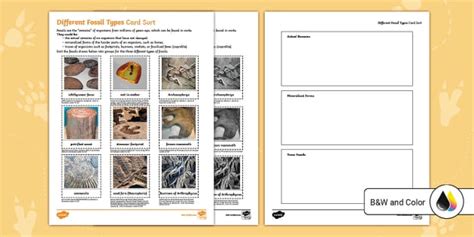 Printable Fossil Activity for 3rd Grade | Twinkl USA