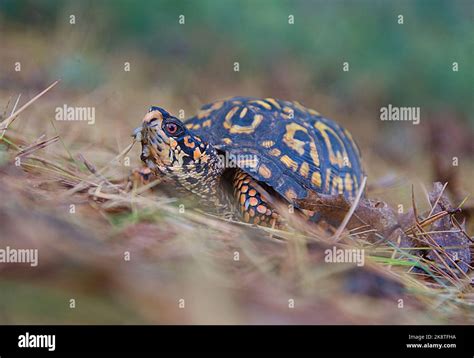 An Eastern Box Turtle Terrapene Carolina Carolina Makes His Way