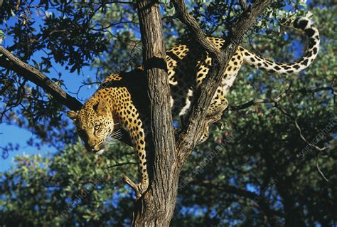 Jaguar Climbing Up A Tree