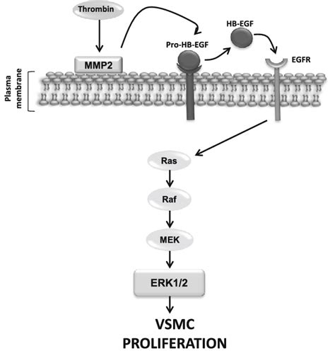 Schematic Model Of Thr Stimulated Vsmc Proliferation Mmp Matrix