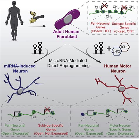 MicroRNAs Induce A Permissive Chromatin Environment That Enables