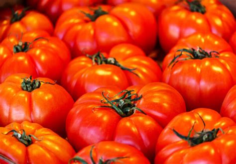 All About The Enormous Beefmaster Tomato Minneopa Orchards