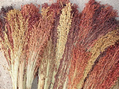 Broom Corn Mixed Colors Ornamental Not Treated Seedway