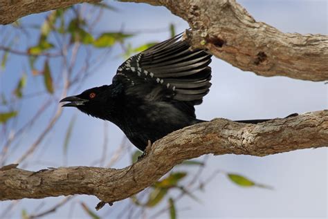 Spangled Drongo Dicrurus Bracteatus