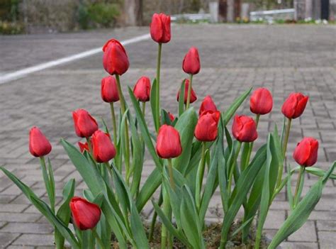 Pin De Ane Castro Em Flowers Tulips Tulipas