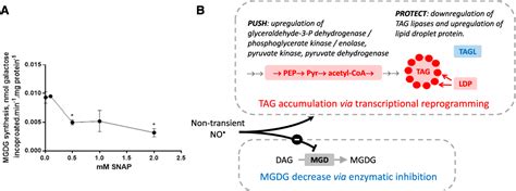 Pdf Nitric Oxide Mediates Nitrite Sensing And Acclimation And