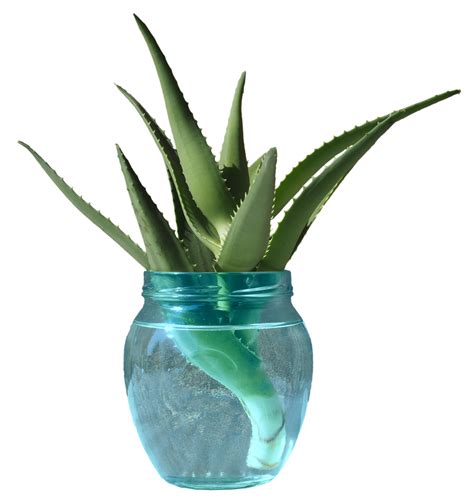 aloe vera plant in water transparent PNG 24960556 PNG