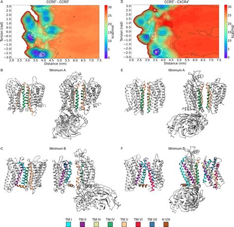 Structural Basis Of Dimerization Of Chemokine Receptors Ccr5 And Cxcr4