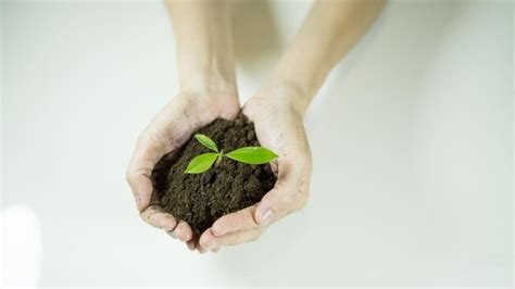 Premium Photo Cropped Hands Holding Sapling Over White Table