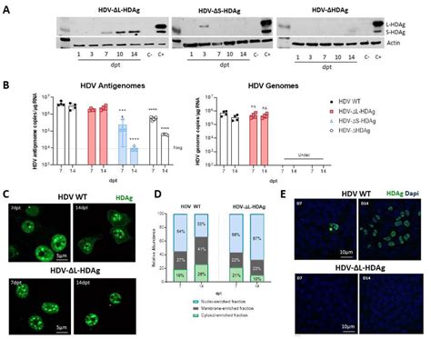 Hdv Mutants Affecting S Hdag And L Hdag Expression Were Generated And Download Scientific