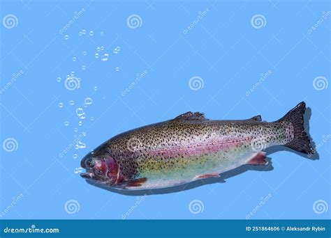 Trucha Arco Iris Flotante Cerrada En Fondo Azul Los Peces Respiran Y