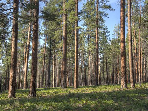 Managing Ponderosa Pine Woodlands For Fish And Wildlife Woodland Fish