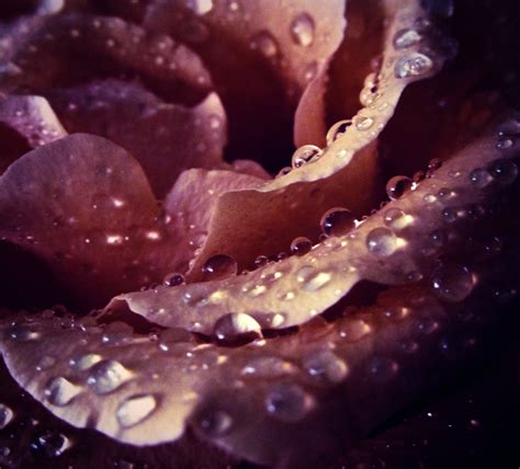 Wallpaper Water Purple Violet Rose Pink Dew Flower Drop Drops