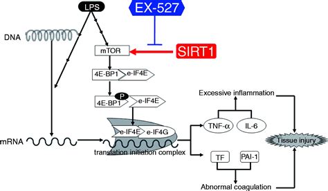 The Sirt1 Inhibitor Ex 527 Suppresses Mtor Activation And Alleviates