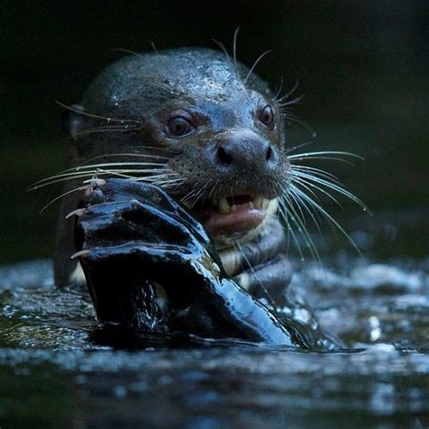 Amazon Rainforest Giant River Otter Rainforest Animal