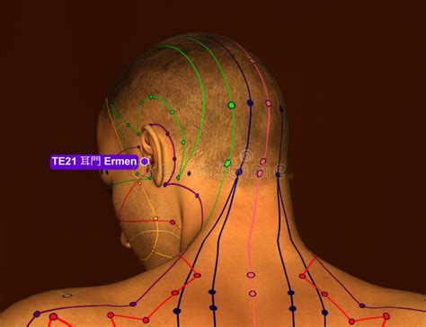 Triple Warmer Acupuncture Point Stock Illustrations 78 Triple Warmer