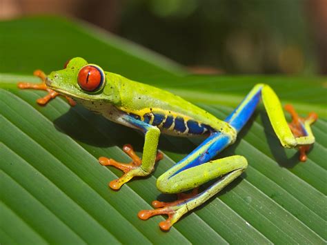 Fotos Gratis Hoja Linda Fauna Silvestre Verde Selva Tropical