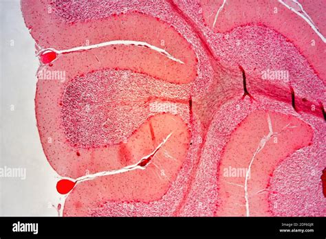 Human Cerebellum Cross Section Optical Microscope X Stock Photo Alamy