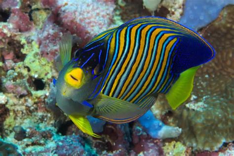 How To Identify Fish While Scuba Diving - The Adventure Junkies